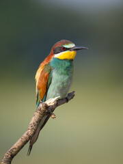 Bee-Eater on a branch