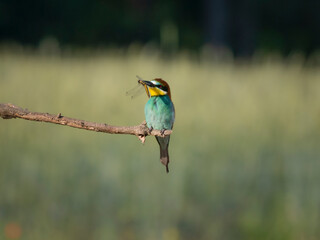 Bee-Eater on a branch