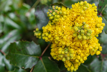 Yellow mimosa flowers in the spring garden. Golden acacia delbata blooms