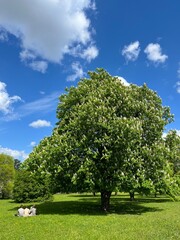 Fototapeta premium blooming chestnut tree in the green field