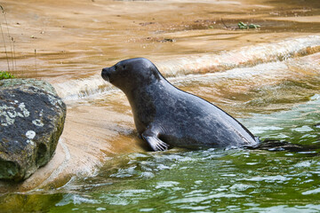 Seal swimming in the water. Close up of the mammal. Endangered species in Germany