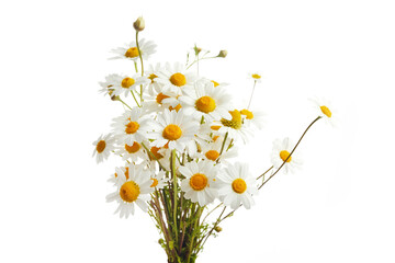 Bouquet of Chamomiles or Daisy isolated on a white background. - obrazy, fototapety, plakaty