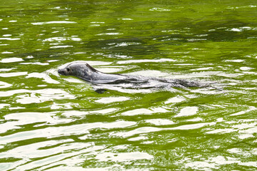 Seal swimming in the water. Close up of the mammal. Endangered species in Germany