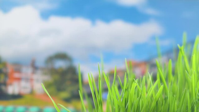 Calm light background on the theme of nature with a close-up of green grass and a blurry landscape with tower and small city house in the background. Template on the theme of life in a small town.