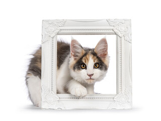Cute Maine Coon cat kitten with raccoon like mask, sneaking throught picture frame. Looking to camera. Isolated on a white background.