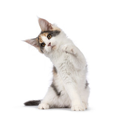 Cute Maine Coon cat kitten with raccoon like mask, sitting up straight. Looking taway from camera...