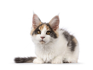 Cute Maine Coon cat kitten with raccoon like mask, laying down side ways. Looking to camera. Isolated on a white background.