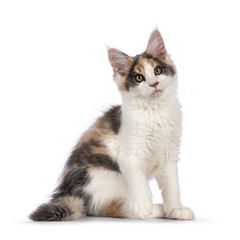 Cute Maine Coon cat kitten with raccoon like mask, sitting up side ways. Looking to camera. Isolated on a white background.