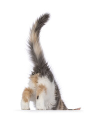 Cute Maine Coon cat kitten with raccoon like mask, stepping of surface leaving. Showing butt. Isolated on a white background.