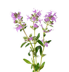Wild thyme flowers, isolated on white background. Blooming sprigs of thymus serpyllum.