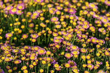 Natural background with pink chrysanthemums
