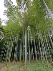 tall bamboo forest