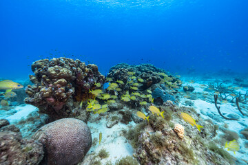 Naklejka na ściany i meble Seascape with School of Grunt fish, coral, and sponge in the coral reef of the Caribbean Sea, Curacao