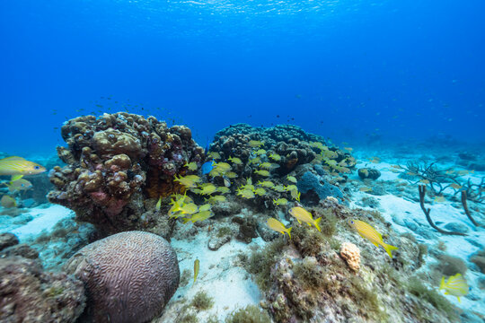 Seascape with School of Grunt fish, coral, and sponge in the coral reef of the Caribbean Sea, Curacao