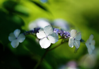 紫陽花