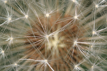 dandelion seeds are thrown in the wind