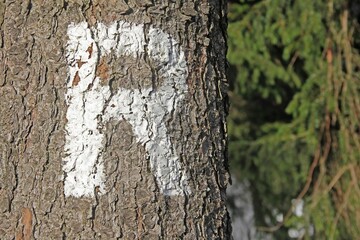 Fototapeta premium Markierung am Rennsteig im Thüringer Wald