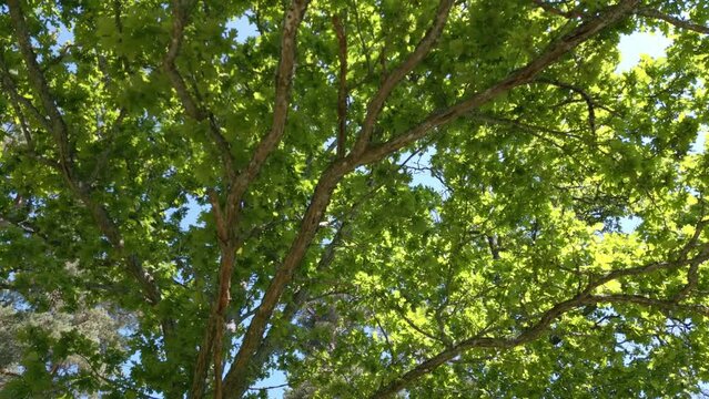 Aerial view tree branches looking up