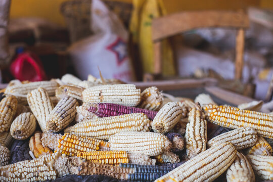 maiz mexicano materia prima para hacer tortillas a mano