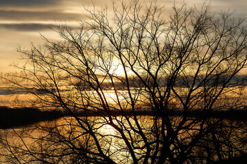 Tree crown silhouette at sunset in winter over river
