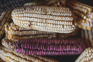 maiz mexicano materia prima para hacer tortillas a mano