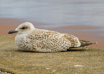 Young Herring Gull on Sea wall with beach and sea in background