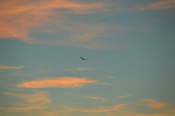 bird in the sky