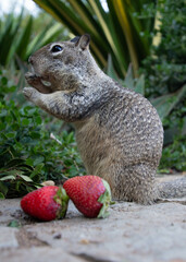 Strawberry Squirrel 2