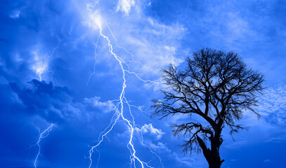 Lightning strike on a dark blue sky over the tree branch silhouette