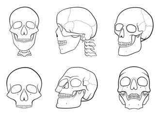 Skull vector design illustration isolated on white background