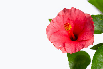 Hibiscus flower with leaves on white background.