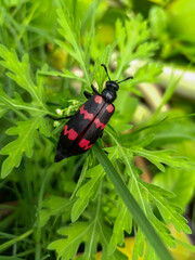 bug on a leaf