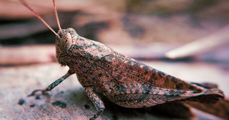 grasshopper sitting on the ground