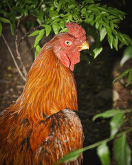 red rooster in the farm