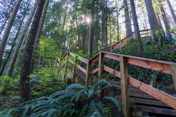 Fototapeta premium Beautiful wooden path in the rainforest. Lynn Canyon Park, North Vancouver, British Columbia, Canada.
