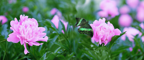 Beautiful pink peony flowers with butterfly in garden, abstract natural green background. gentle...