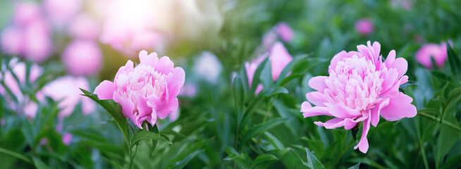 Beautiful pink peony flowers close up in garden, abstract natural green background. gentle romantic floral nature image. spring summer blossoming season. banner