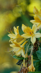 Różanecznik żółty, azalia pontyjska, zielina, azalia żółta (Rhododendron luteum) - obrazy, fototapety, plakaty