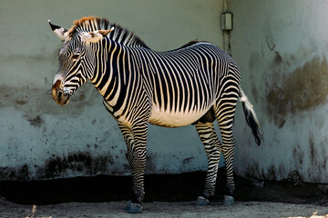 Portrait of a zebra in full growth. Askania Nova. Ukraine