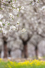 An almond grove blooms in white at the end of the winter