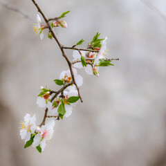 An almond grove blooms in white at the end of the winter