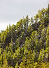 Sun shining on trees