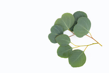 Obraz premium Green leaves of eucalyptus on white