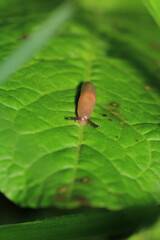 natural mollusca insect macro photo