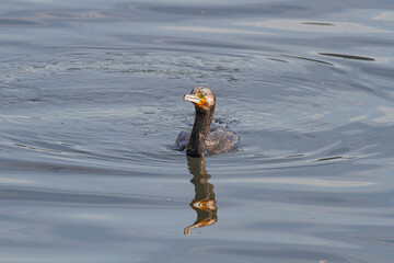 Swimming cormorant portrait