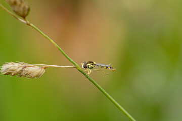 Beautiful colorful fly