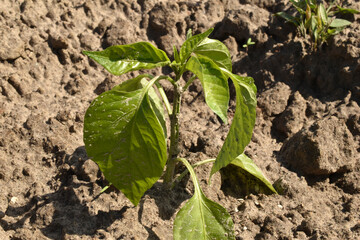 A bush of bell pepper growing in the garden.