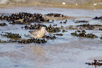Sandpiper looking for sea worms