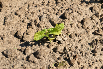 Green shoots of a bean plant in the garden.