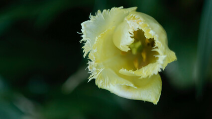Tulipan (Tulipa L.) 2